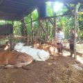 Jelang Idul Adha, Polisi Sambangi Peternak Sapi Sampaikan Imbauan Ini