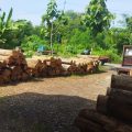 Skandal Pencurian Kayu di Perhutani Jepara: Oknum Diduga Terlibat, Jutaan Rupiah Menguap!