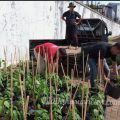 Perumda Aneka Usaha Kembangkan Budaya Cabai Gadeng  Rutan Jepara Dukung Ketahanan Pangan Nasional