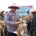 Polres Jepara Gelar Panen Raya Jagung Kuartal III Di Desa Dorang, Dukung Program Ketahanan Pangan Nasional