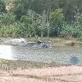 Warga Kemangguan Desak Penertiban Tambang Pasir Ilegal di Sungai Luk Ulo, Kondisi Erosi Parah Menggerus Sawah